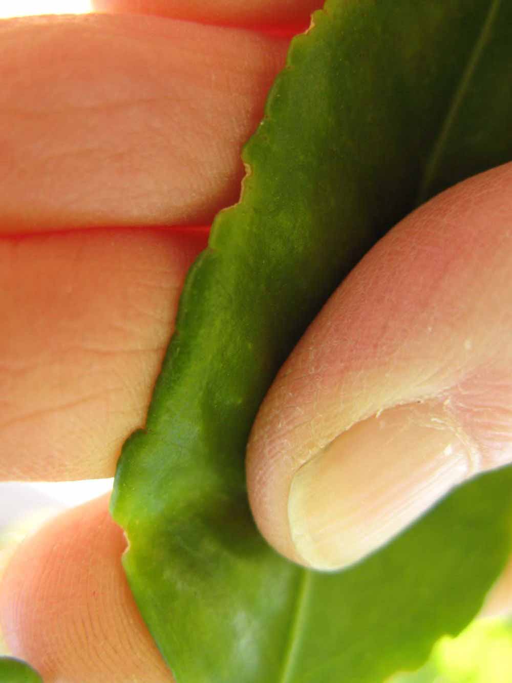              Margin (Winter Haven, FL)       